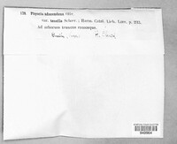 Physcia adscendens image